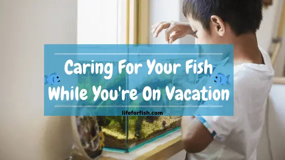 Caring For Your Fish While You're On Vacation