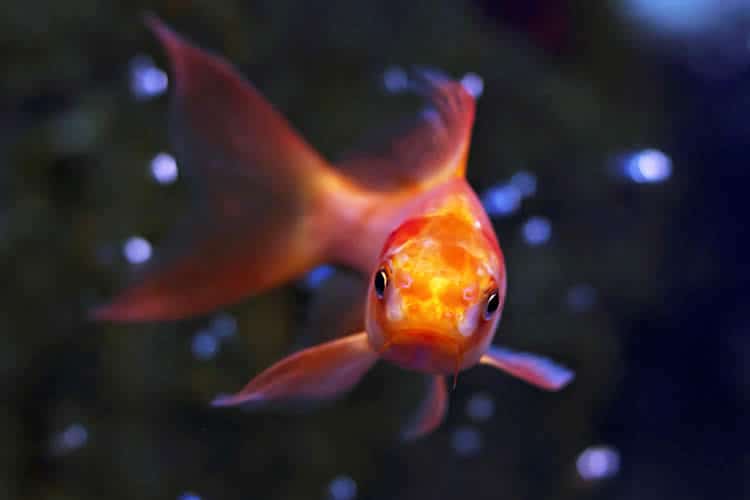 Do Goldfish Need Light