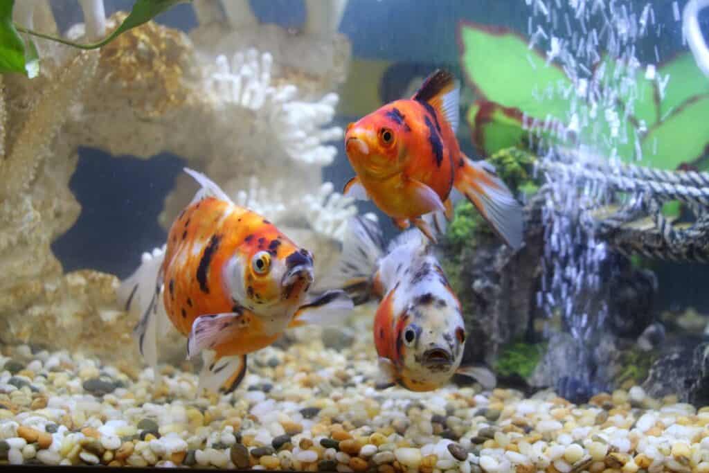 Goldfish Names