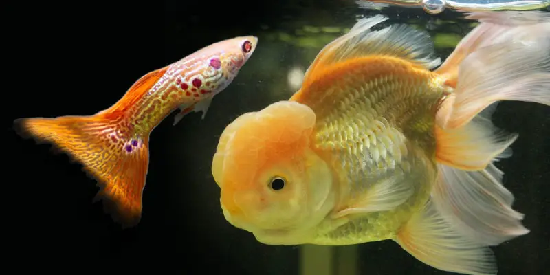 What do goldfish and guppies eat?