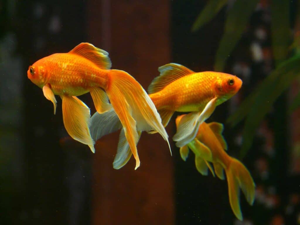 signs your goldfish is happy