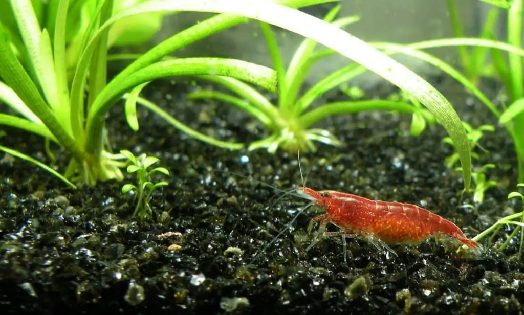 shrimp in tank