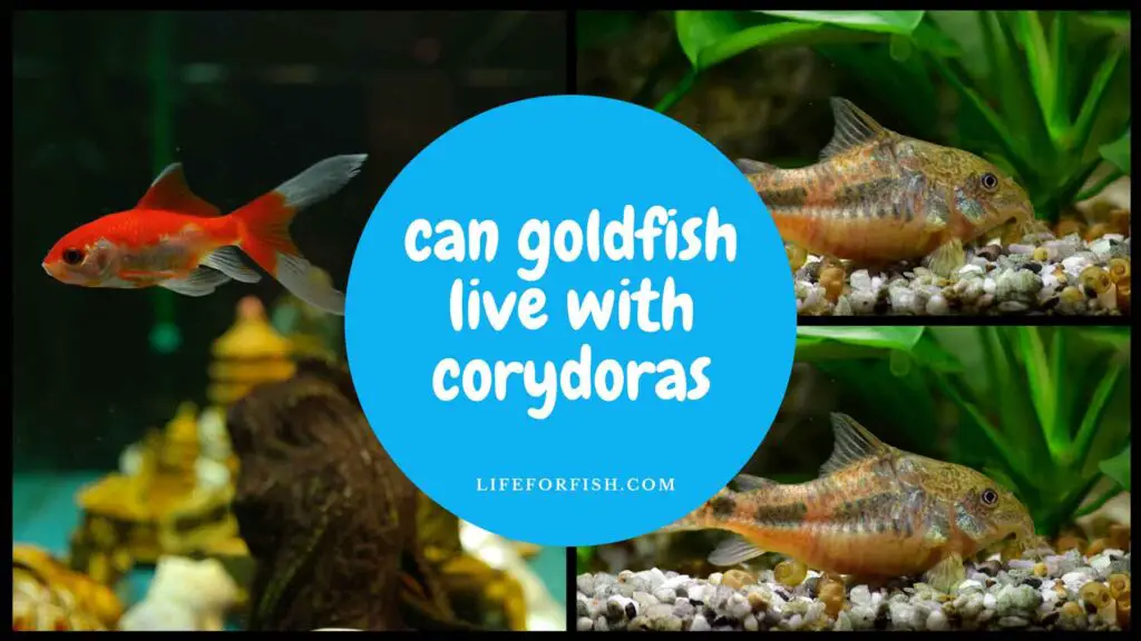 Goldfish And Corydoras