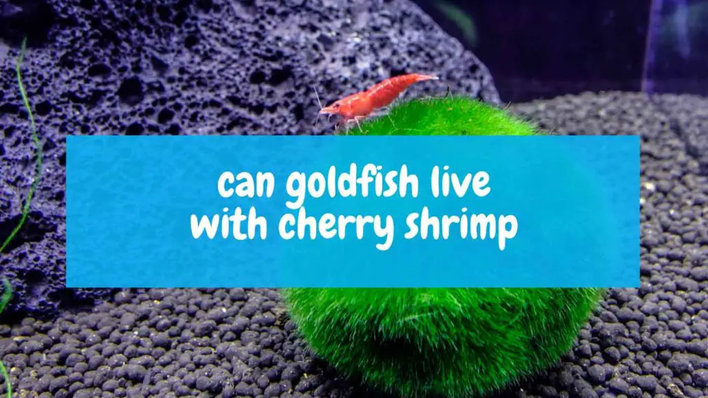 Goldfish And Cherry Shrimp