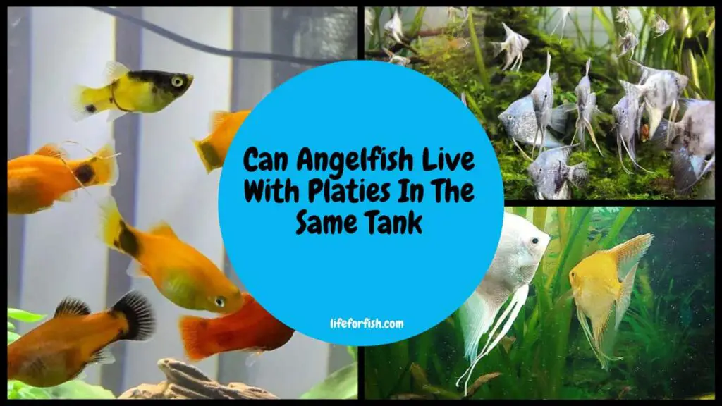 Can Anagel fish live with Platies