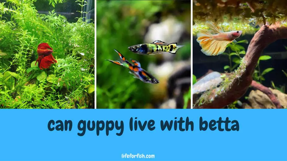 Can Betta live with Guppy