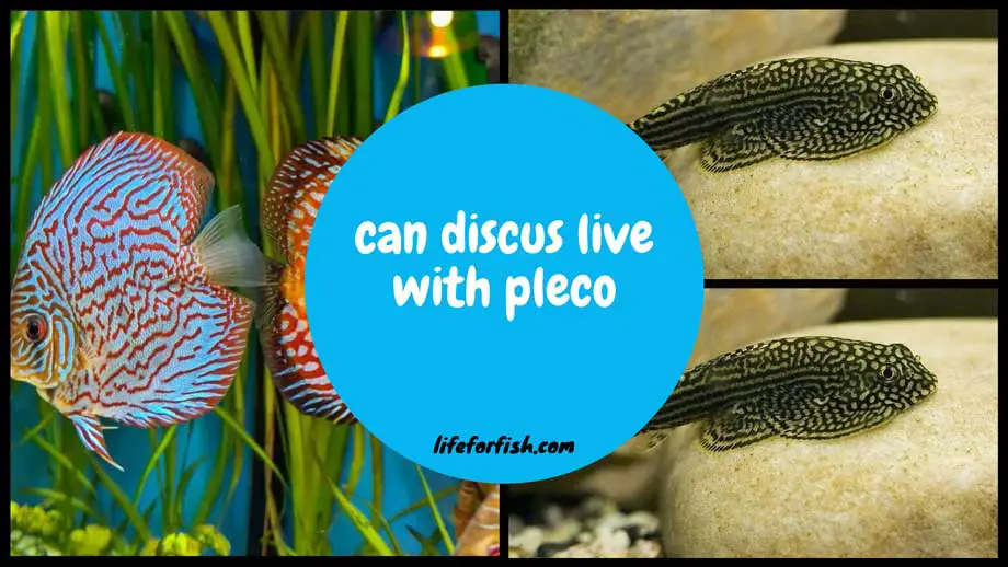 Can Discus live with Pelco