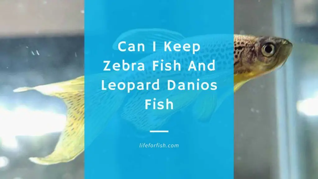 Can i keep Zebra fish and Leopard Danios fish