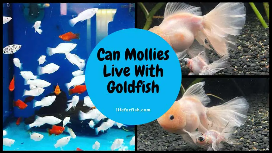 Can Molly And Goldfish Live Together?