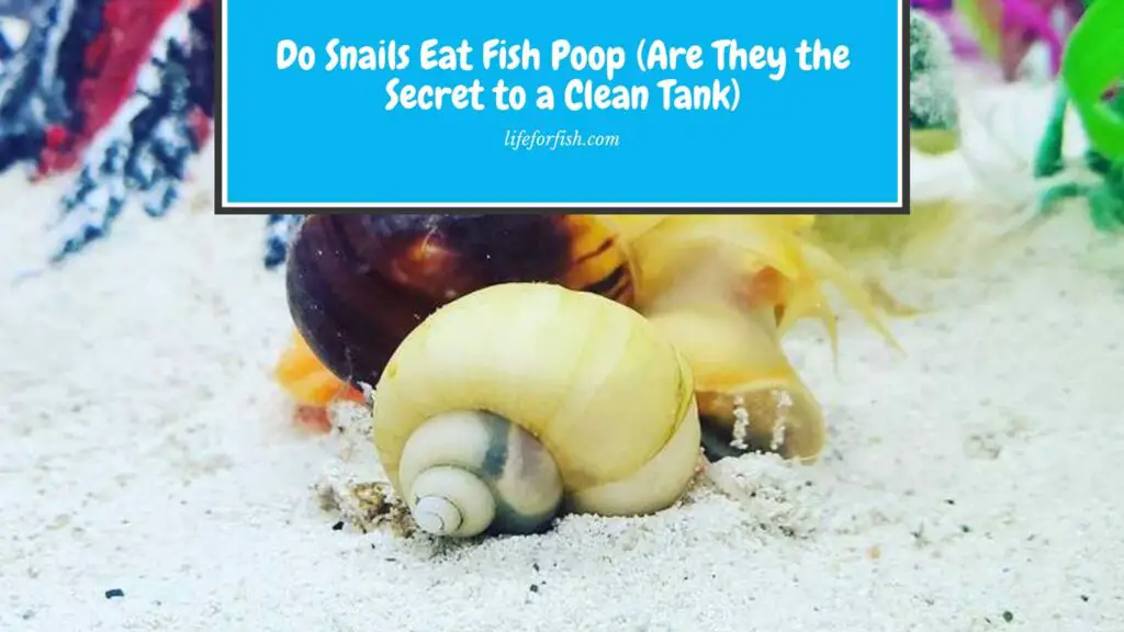 Can Snails eat fish Poop
