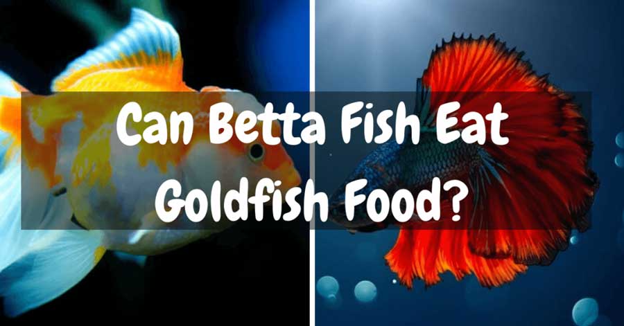 Can Betta Fish Eat Goldfish Food