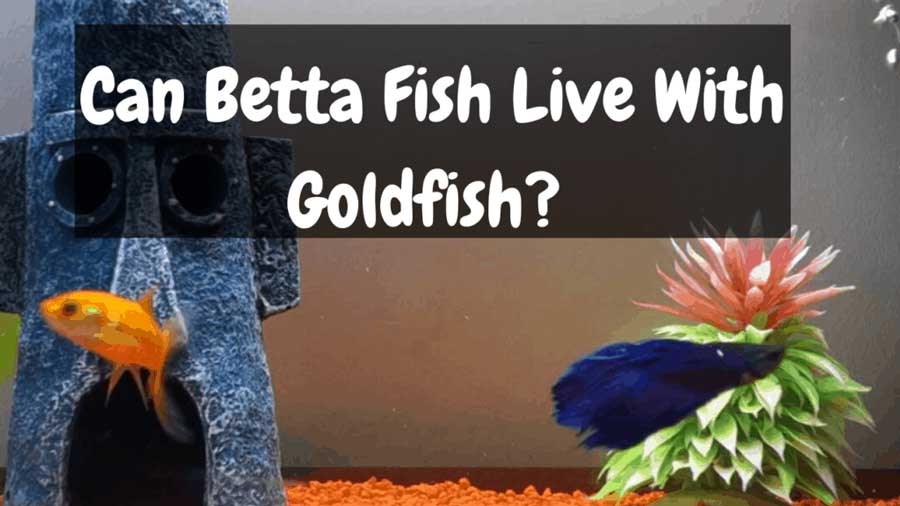 Can Betta Fish Live With Goldfish