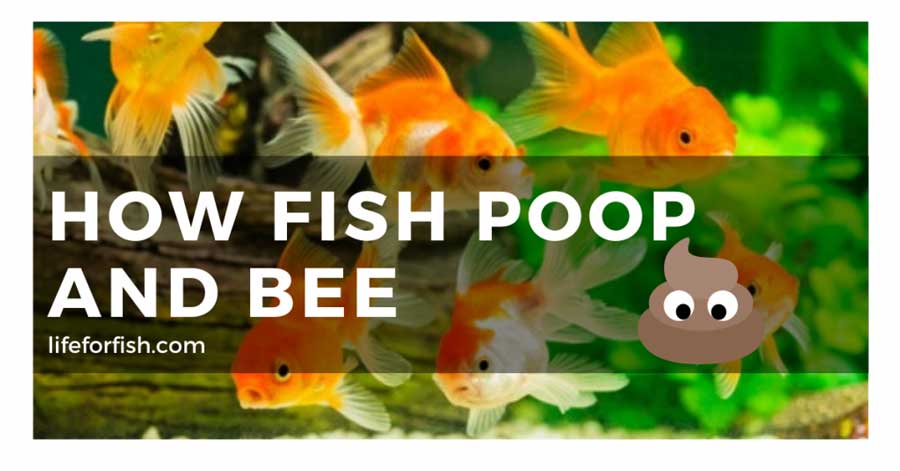 How-Fish-Poop-And-Pee