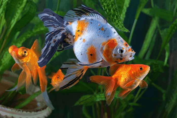 Can Goldfish Eat Tropical Fish Food