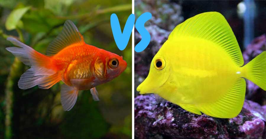 Difference Between Freshwater and Salt Water