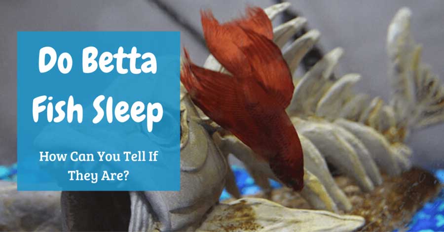 Do Betta Fish Sleep - How Can You Tell If They Are