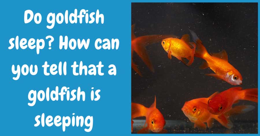 Do goldfish sleep