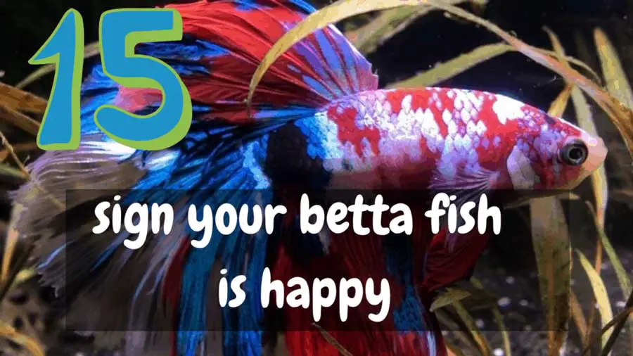 Signs Your Betta Fish Is Happy