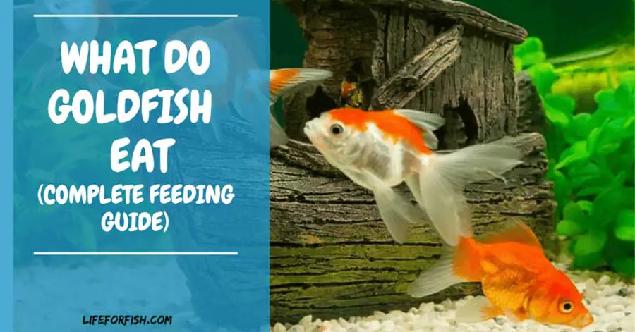 What-Do-Goldfish-Eat