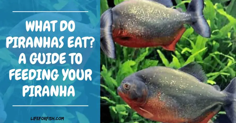 What-Do-Goldfish-Eat