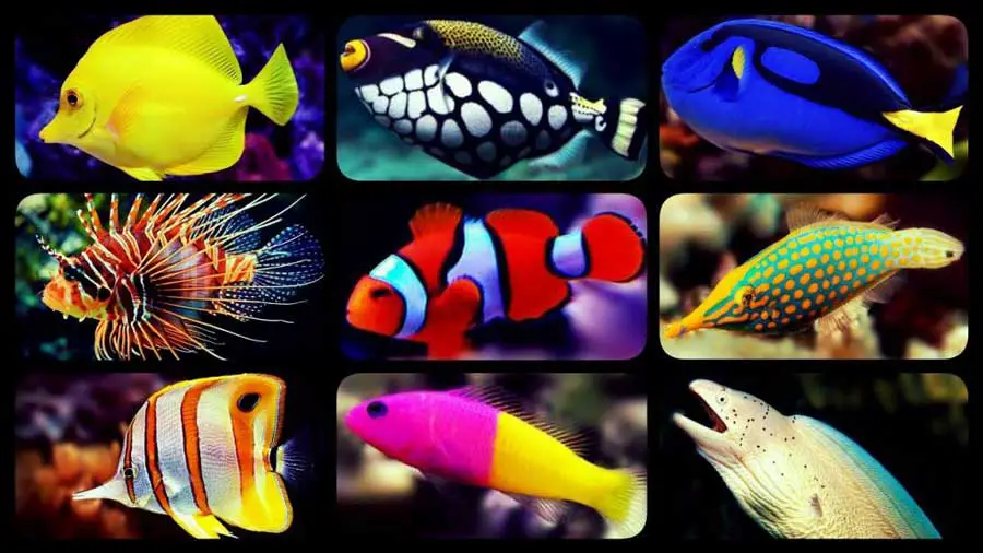 best saltwater Fish For Your Aquarium