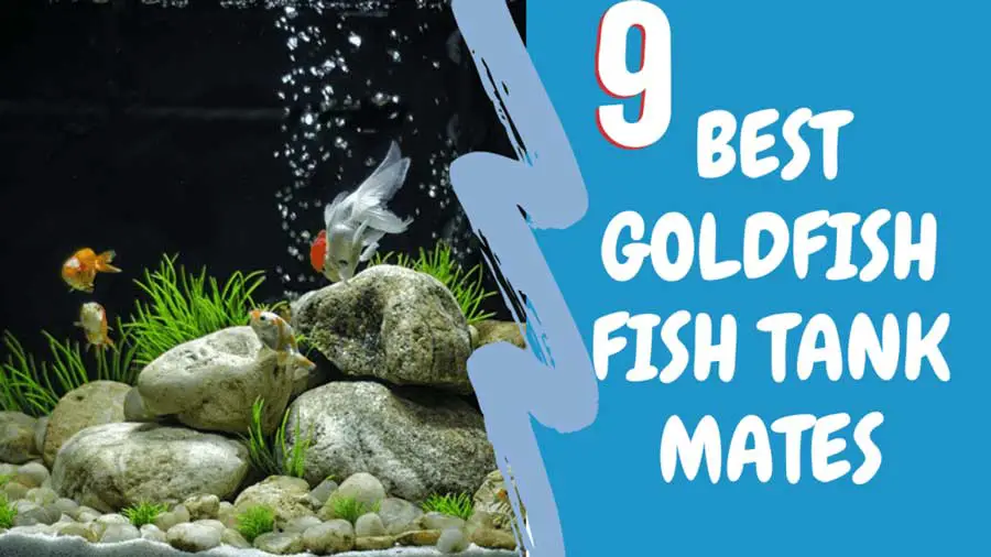 what fish can live with goldfish