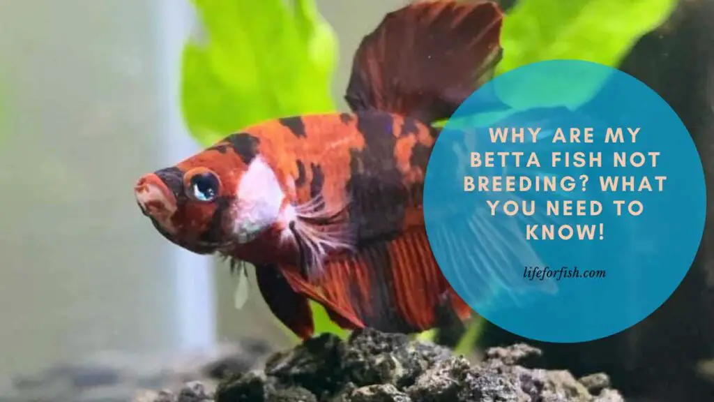 Why Are My Betta Fish Not Breeding What You Need To Know!