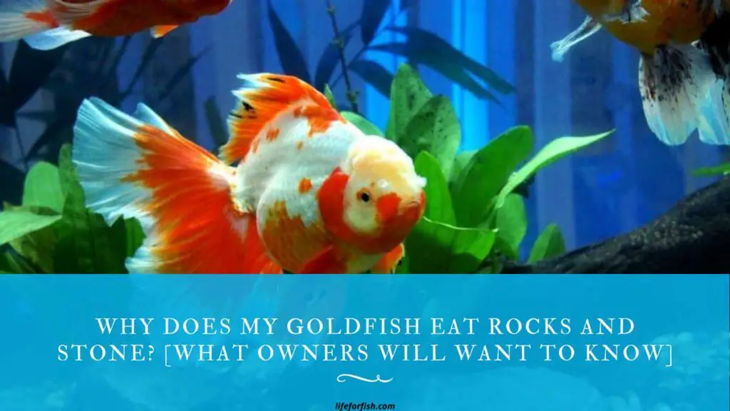 Why Does My Goldfish Eat Rocks And Stone [What Owners Will Want To Know]