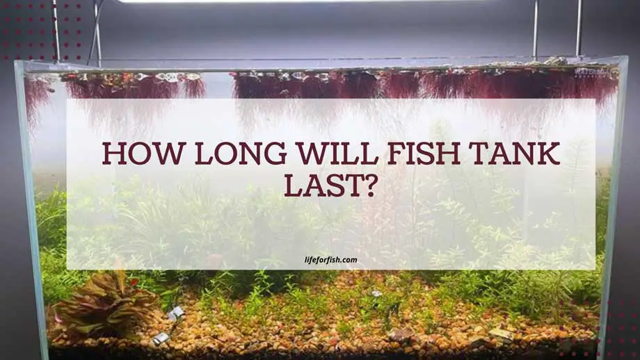 How Long Will Fish Tank Last?