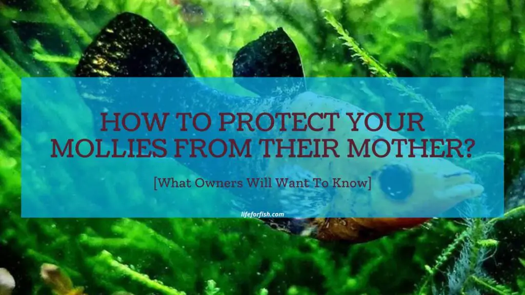 How To Protect Your Mollies From Their-Mother