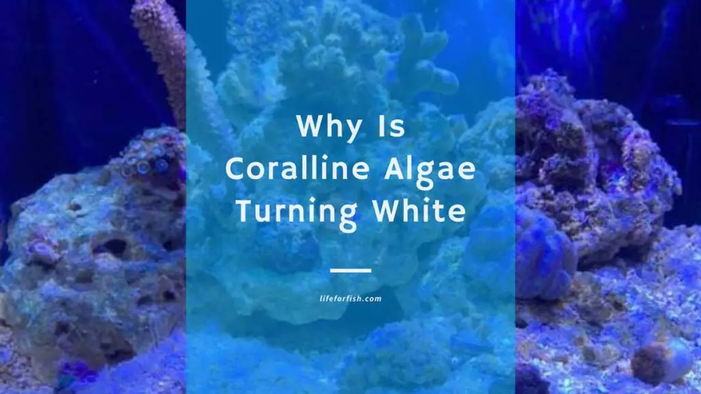 Why Is Coralline Algae Turning White