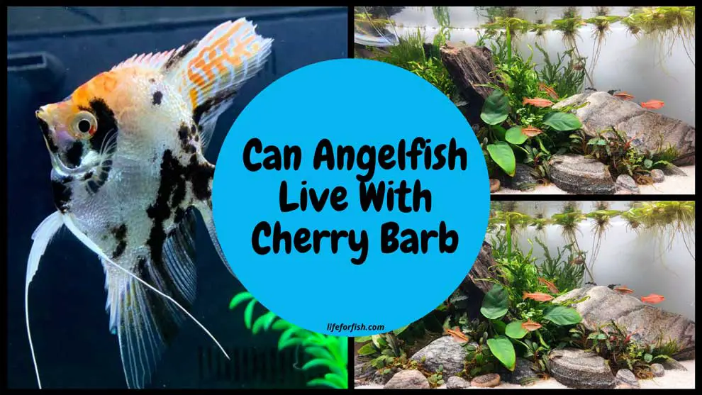 Can Angelfish Live With Cherry Barb?