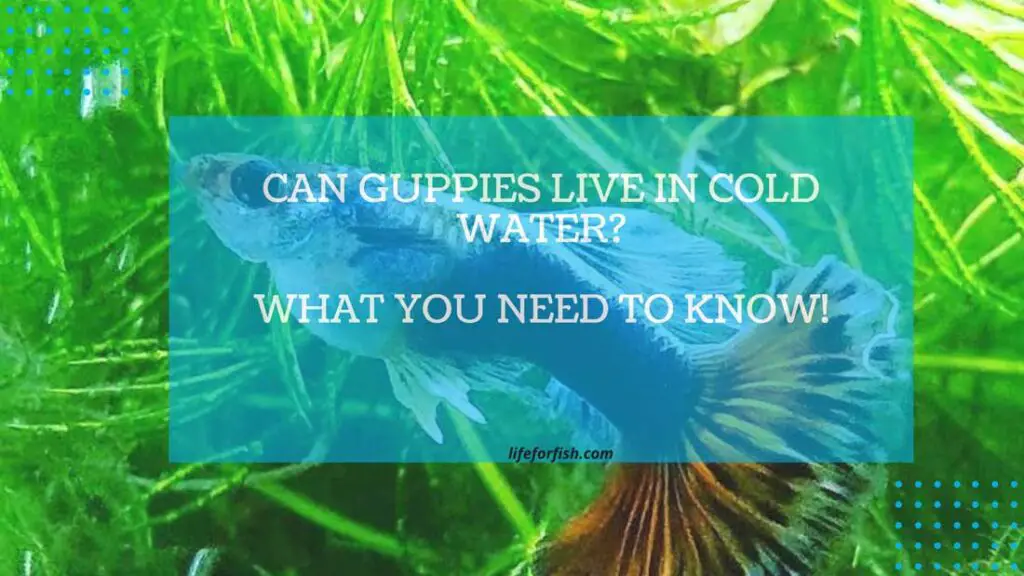 Can guppy live in cold water