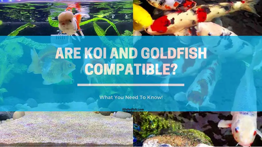 Can koi fish live with goldfish