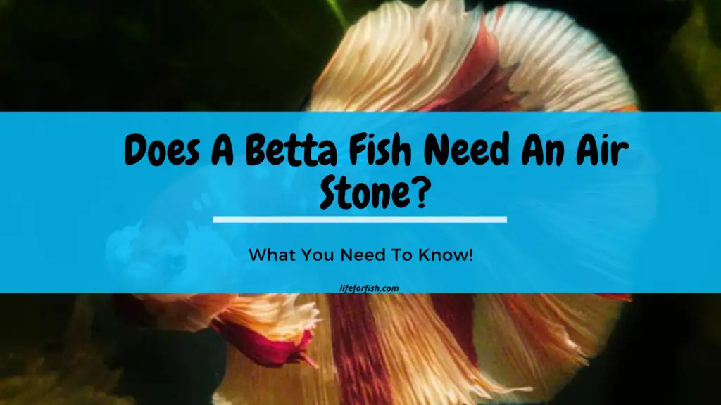 Does A Betta Fish Need An Air Stone