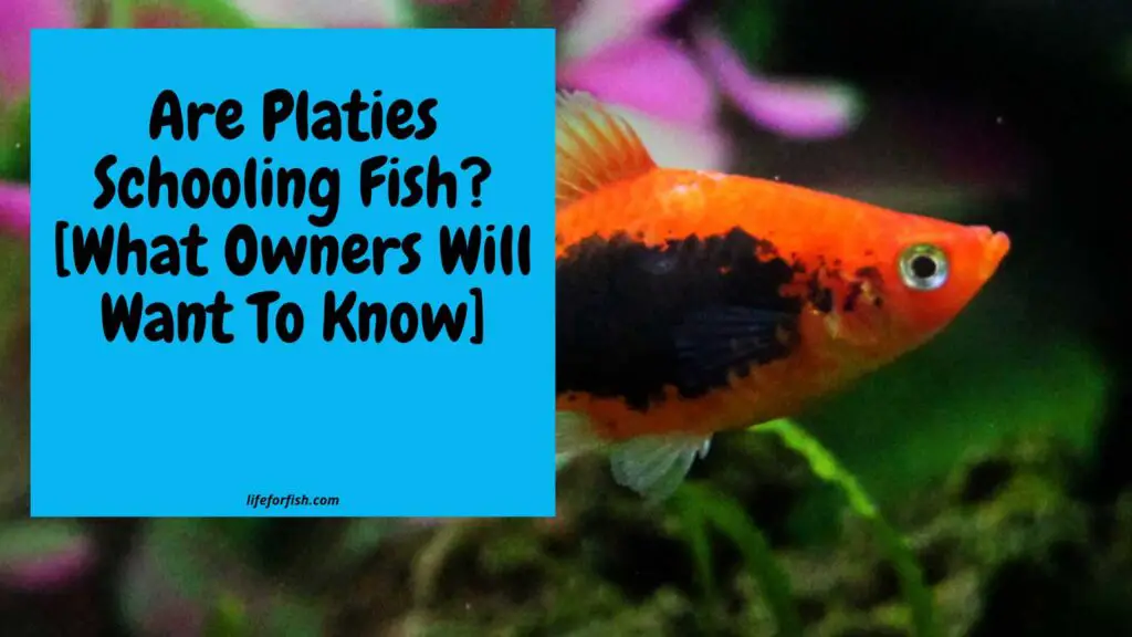Are Platies Schooling Fish