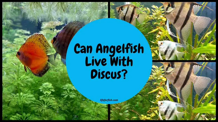 Can Angelfish Live With Discus?