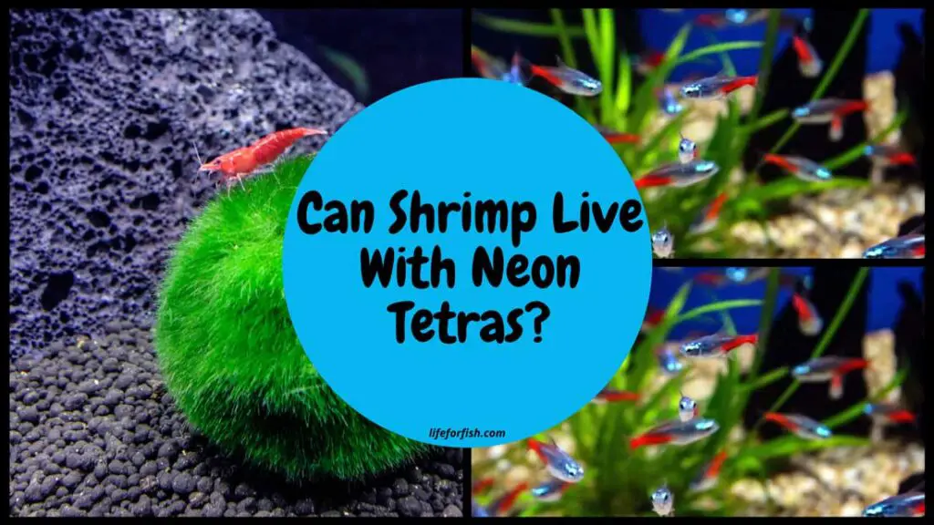 Can Shrimp Live With Neon Tetras
