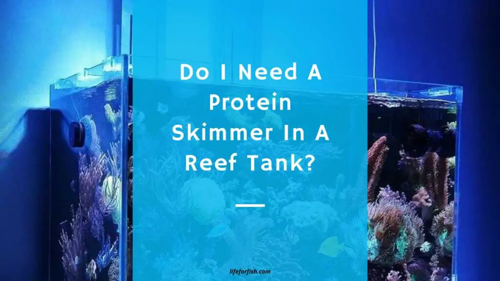 Do I Need A Protein Skimmer In A Reef Tank?