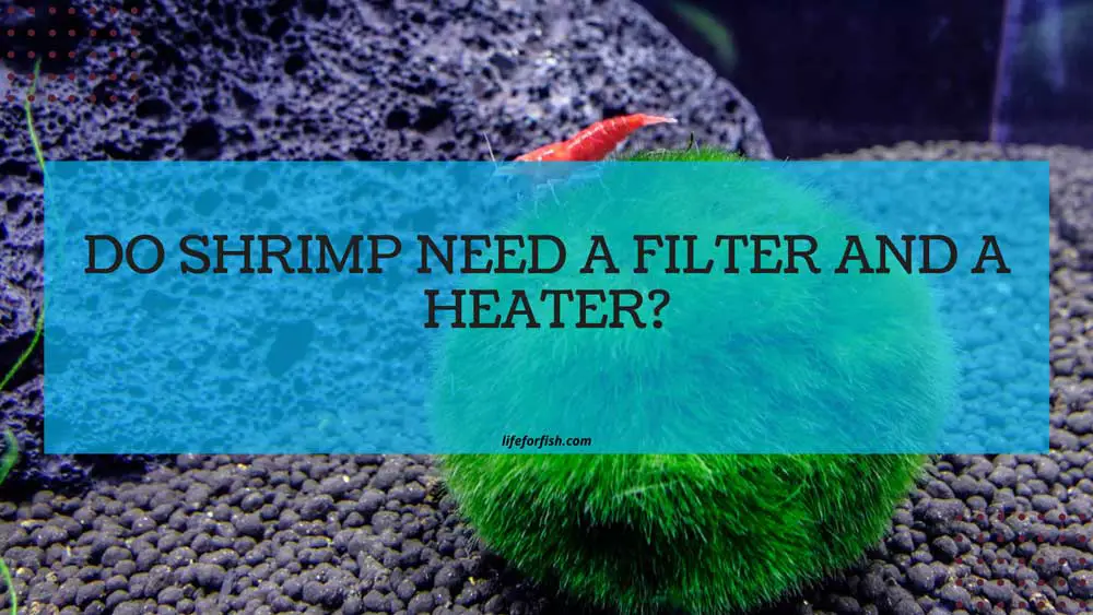 Do Shrimp Need A Filter And A Heater