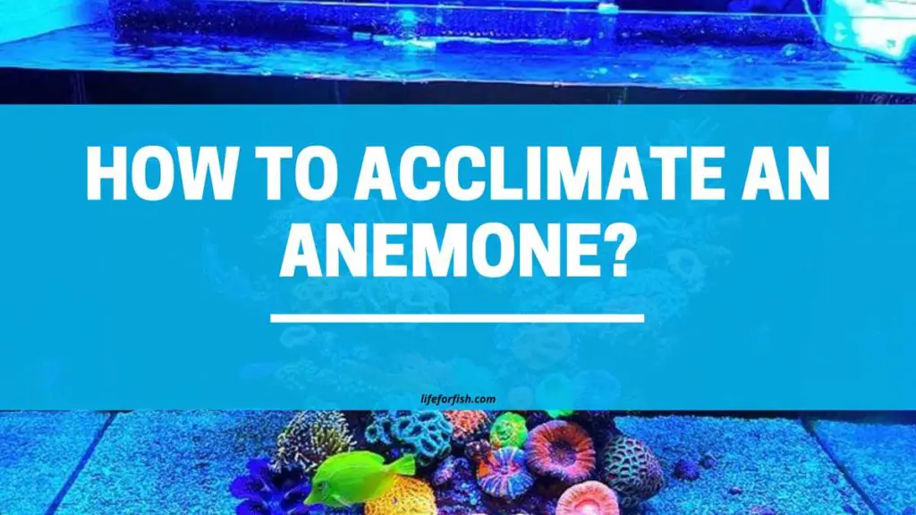 How To Acclimate An Anemone?