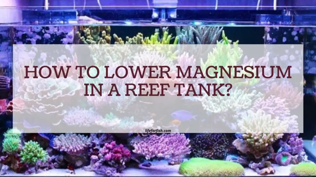 How To Lower Magnesium In A Reef Tank?