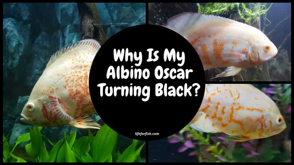 Why Is My Albino Oscar Turning Black?