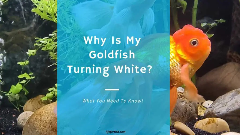 Why Is My Goldfish Turning White?