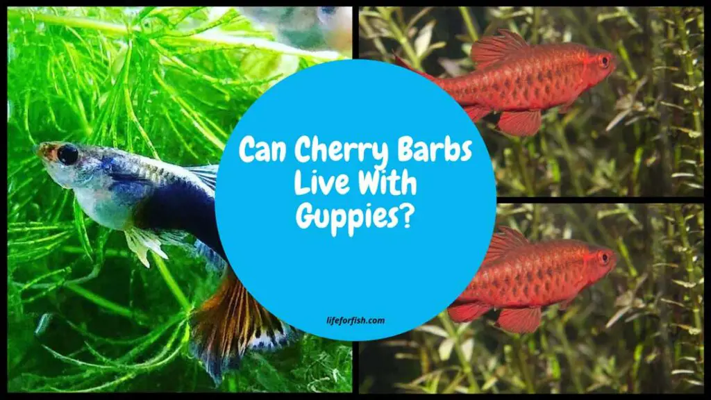 Can Cherry Barbs Live With Guppies?