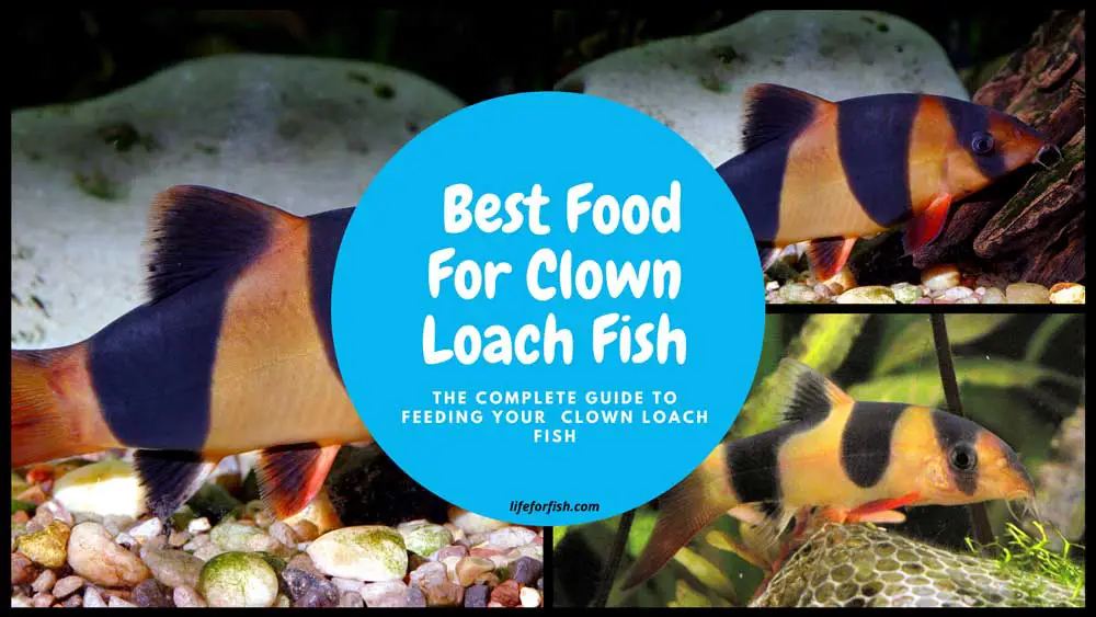 Best Food For Clown Loach Fish