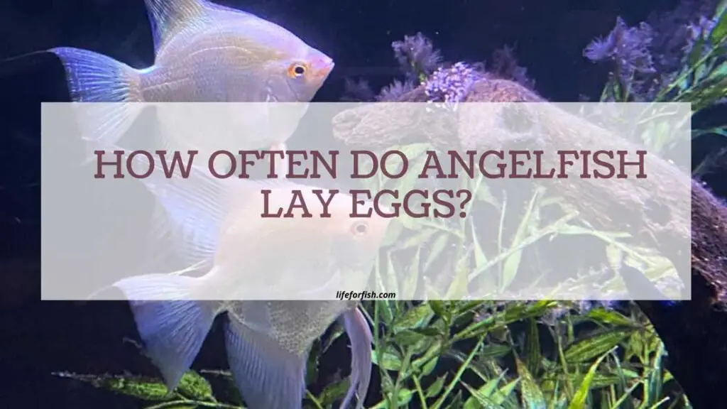 How Often Do Angelfish Lay Eggs?