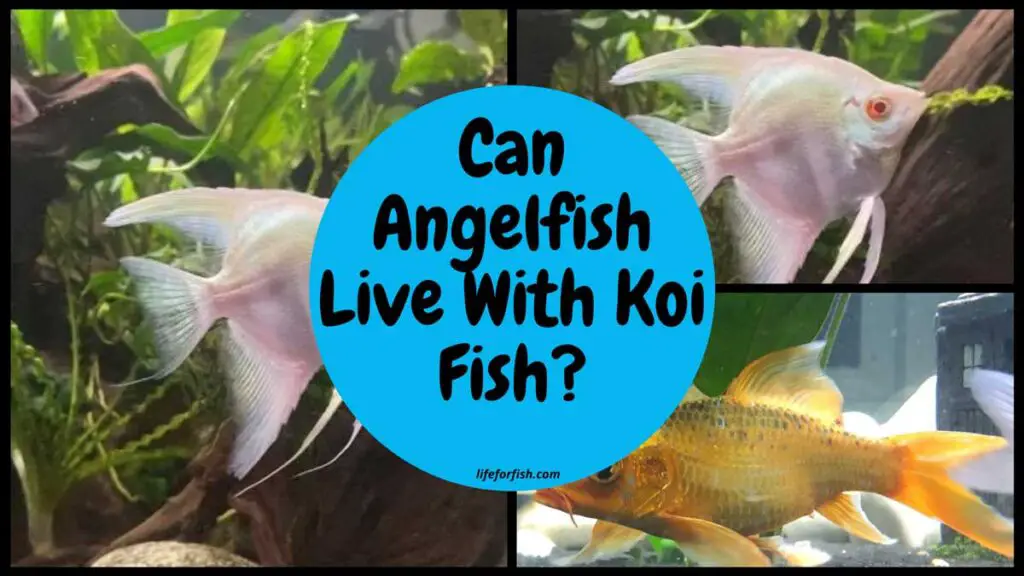 Can Angelfish Live With Koi Fish?