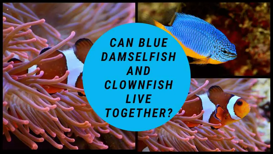 Can Blue Damselfish And Clownfish Live Together
