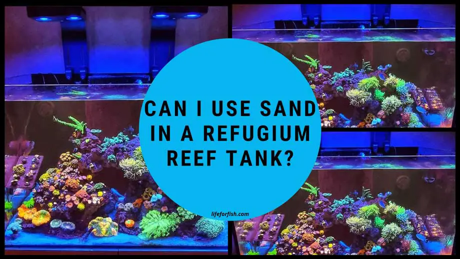 Can I Use Sand In A Refugium Reef Tank